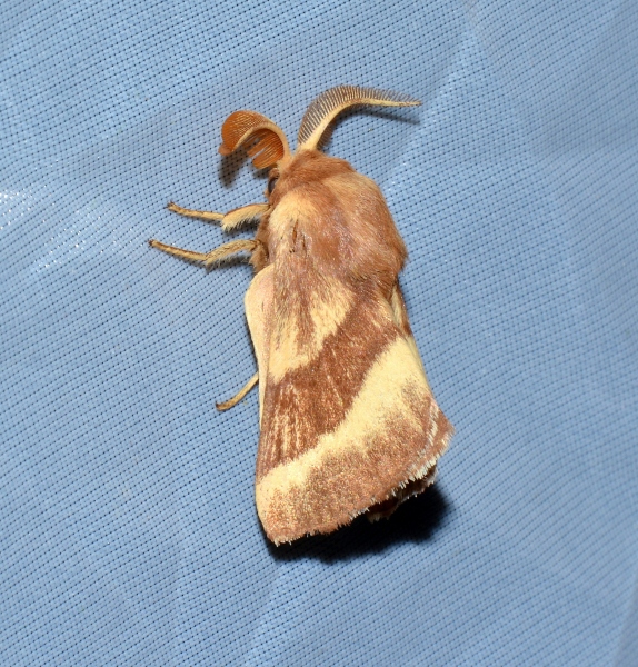 Malacosoma castrense